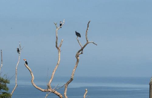 Casa do Roberto Burle Marx - Foto 15