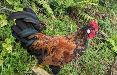 Borthwick Farm Cottage Annex - Foto 21