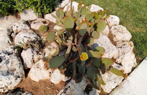 Il Giardino Deluxe - Foto 29