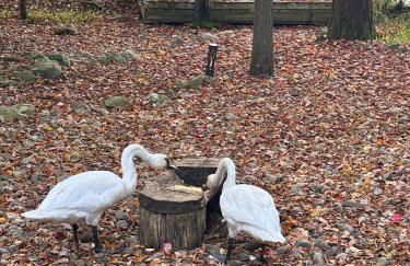 Lakehouse with Boats, MiniGolf, Sauna, HotTub, Swings and Playground! - Foto 51