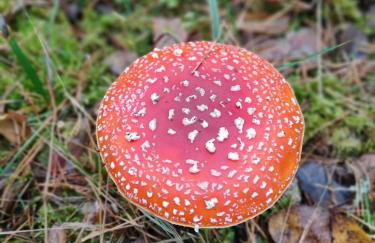 Mazurski oddech - Foto 39