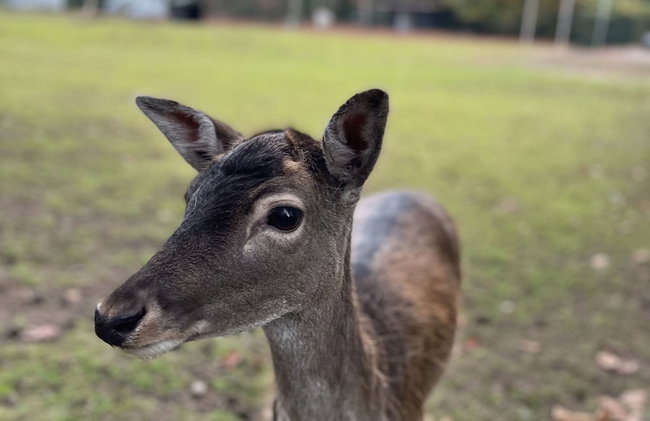 Chalet in Lochem Near Forest & Cycling - Foto 37