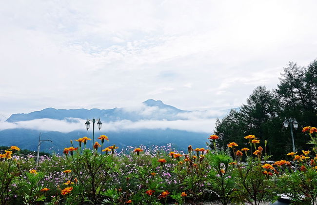 Just Like Natural Home Pension - Photo 54