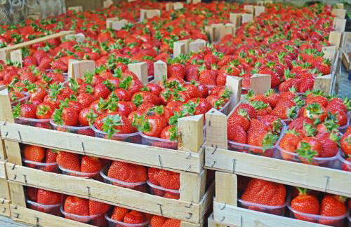 Agriturismo La Ruota - Foto 20