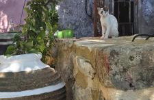 Vryses Crete-Village Vibes - Foto 30