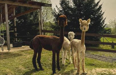 Agroturystyka Alpakolandia Góra Szybowcowa - Foto 1