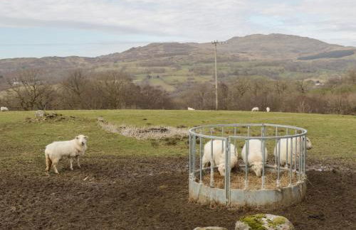 Brithgwm Canol - Foto 20