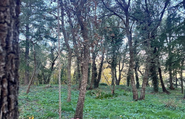 Poggio Roseto - Foto 52