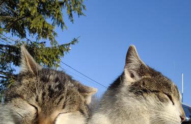 Uroczysko Skomackie - Foto 37