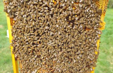 HEXAGON HONEY HOUSE+ prywatna plaża+jezioro+ stawy+ gospodarstwo+ pasieka - Foto 18