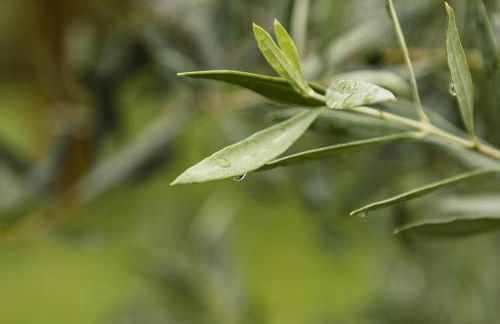 Agriturismo L'Essiccatoio - Foto 72