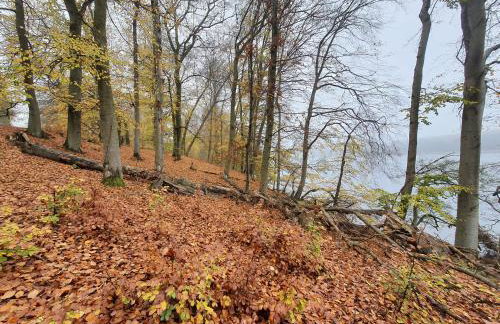 Bukowa Ostoja - Foto 27