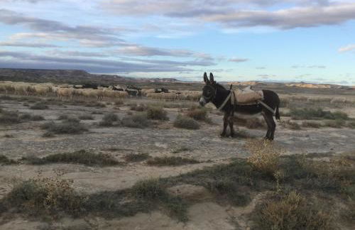 Alojamientos La Alberca - Foto 55