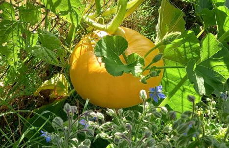 Ferienhof Ott im Rothenburger Land - Foto 29