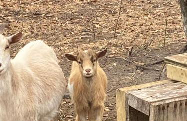 Serene Stay in North Carolina!! - Foto 35