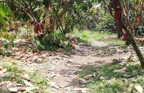 Visite autour du cacao dans la ferme El Argel - Photo 1