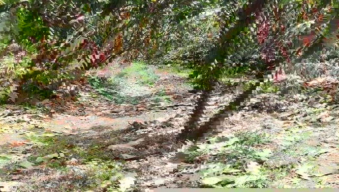 Tour del cacao por la finca El Argel