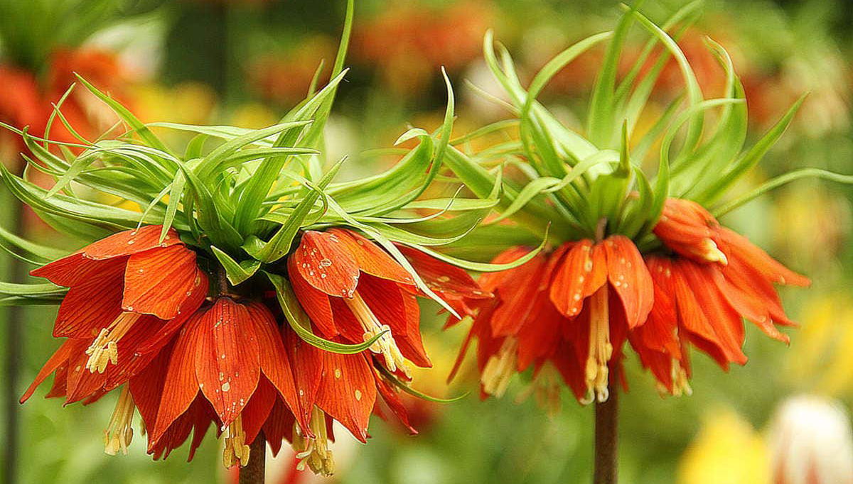 Keukenhof Ticket with Transport - Foto 2