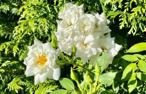 Ferienwohnung Adrion - Foto 32