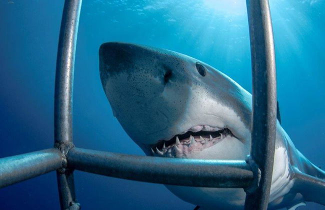Immersioni in gabbia con i grandi squali bianchi - Tour di un'intera giornata per piccoli gruppi - Foto 1