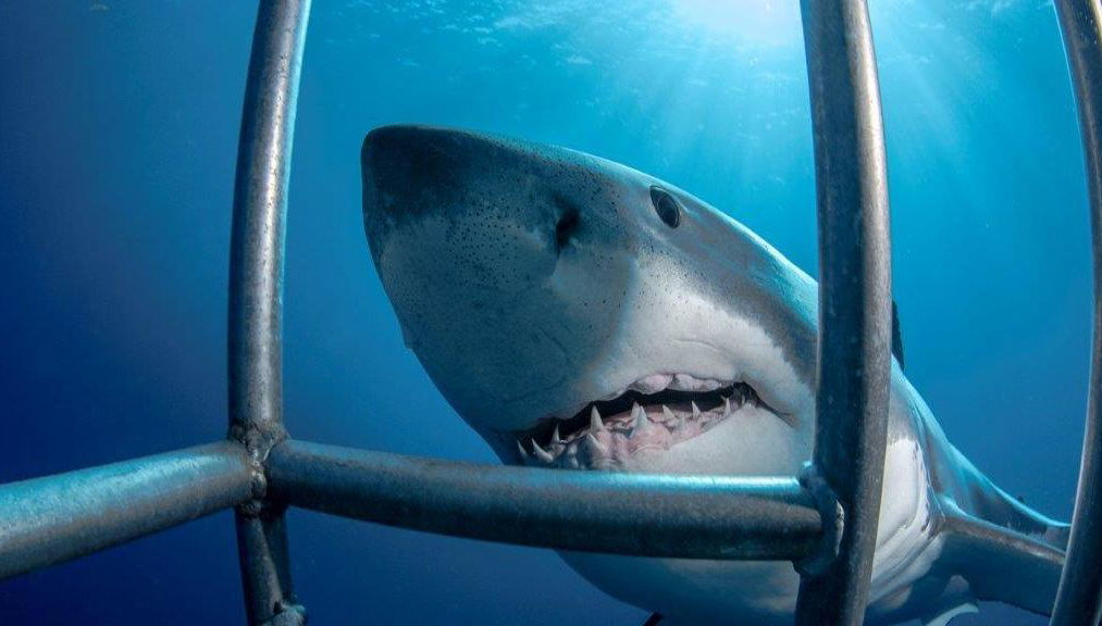 Immersioni in gabbia con i grandi squali bianchi - Tour di un'intera giornata per piccoli gruppi - Foto 1