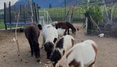 Lochererhof - Foto 5