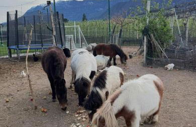 Lochererhof - Foto 5