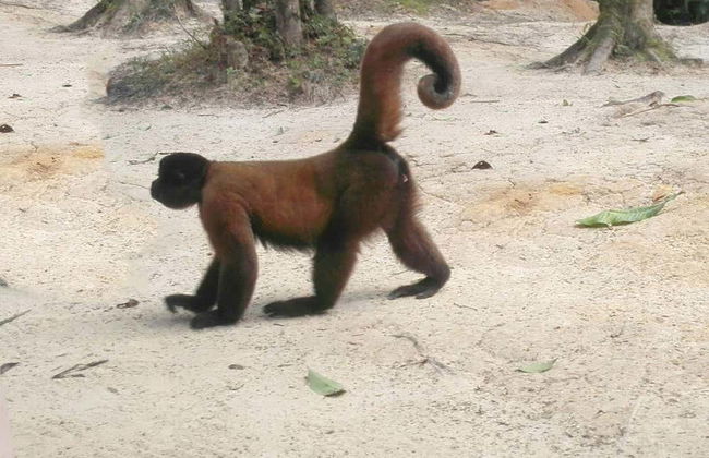 Tour di 4 giorni a Puerto Nariño e Mocagua - Foto 9