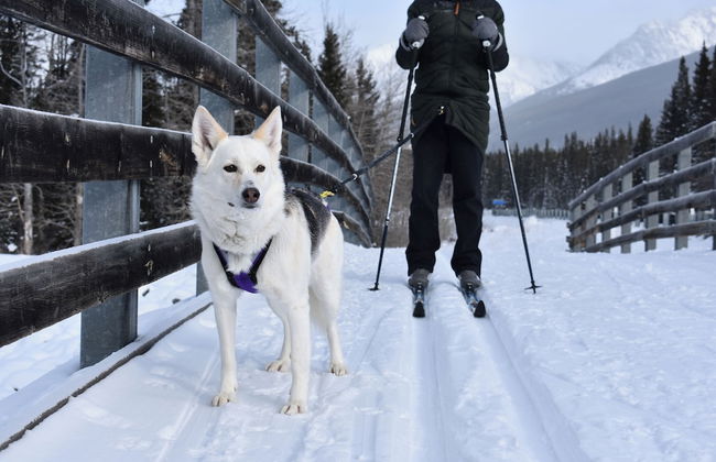 Skyridge Glamping - Foto 40