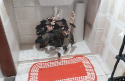 Pertinho da Mata - Foto 20