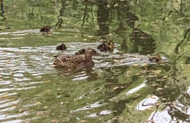 Woodside Studio - Foto 30