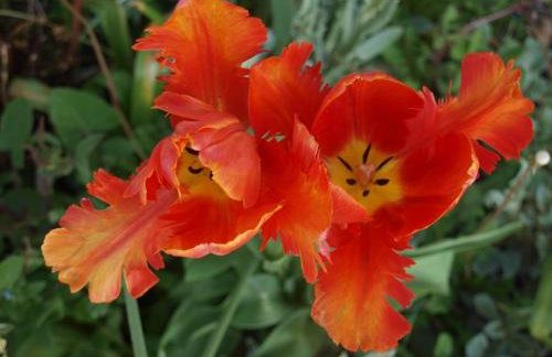 Le Hibou - La Cipière Gîtes - Foto 34