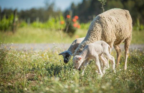 Monte do Lago, Pegões - Foto 67