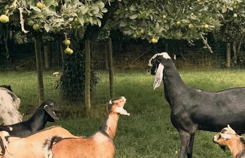 Tredethick Farm Cottages - Foto 25