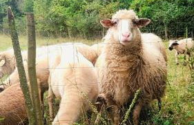 Miętowe Wzgórze "Sokoli Kamień" Dom z Widokiem na Wyłączność - Foto 43