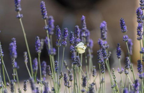 Villa Livia - Foto 22