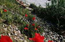 Agrumeto Costa dei Trabocchi - Foto 25