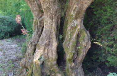 A Casa da Fonte - Foto 46