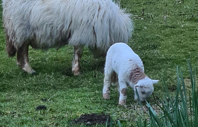 Rhiw Goch Inn Holiday Home - Photo 10
