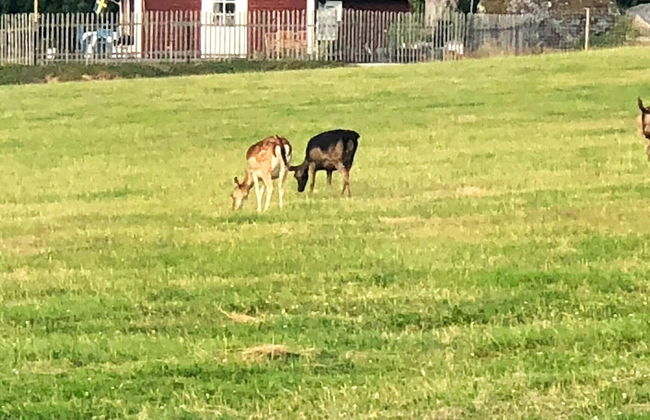 4 Person Holiday Home in Hogsjo-by Traum - Foto 23