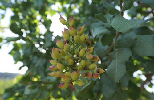 Villa Vivari Suites - Foto 44