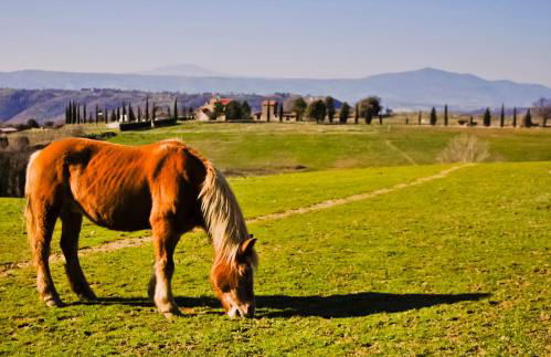 La Capretta Country House - Foto 20