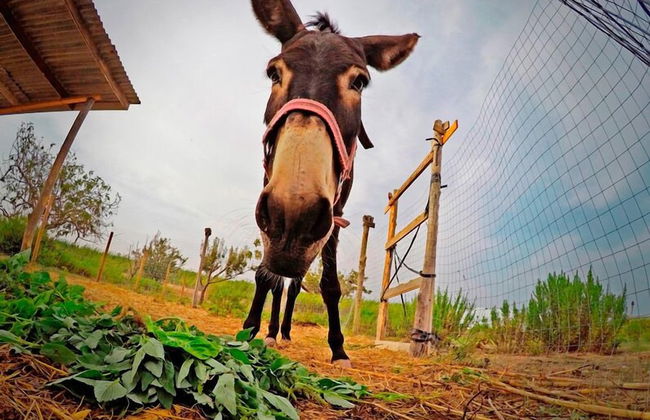 Agricampeggio Maccari - Photo 20