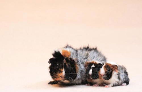 Le Logis des Chons à la campagne à Saint hilaire du Bois - Lys Haut Layon - Photo 44