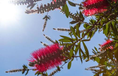 Corfu OliveStone Village with Swimming pool - Foto 32