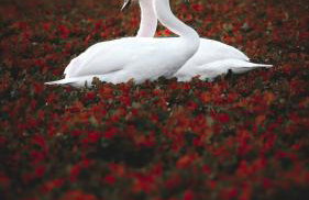 Secret Garden - Foto 76