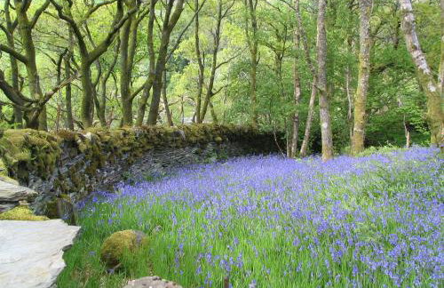 Dolmurgoch Snowdonia Cottage - Foto 22