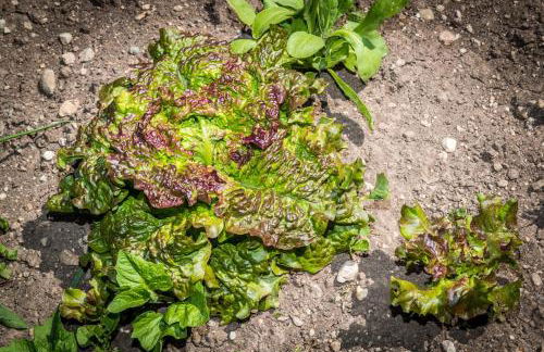 Agritur Ciasa Dò Parè - Foto 12