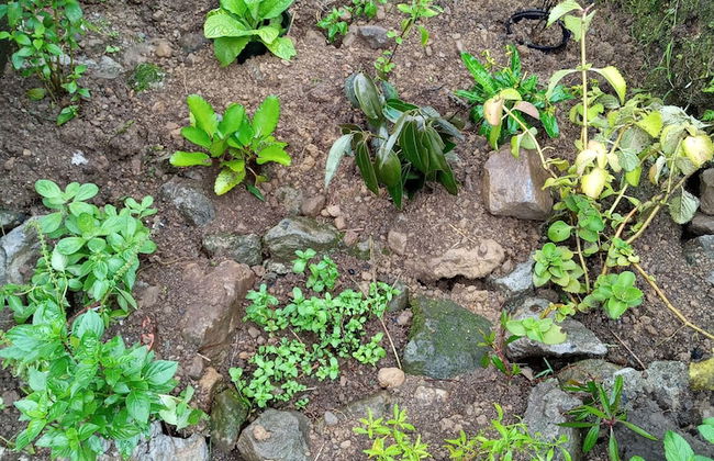 Berkey's Jungle Paradise - Photo 56