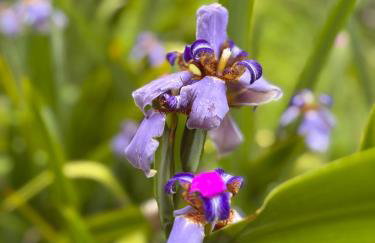 Villa Botanique - Foto 14